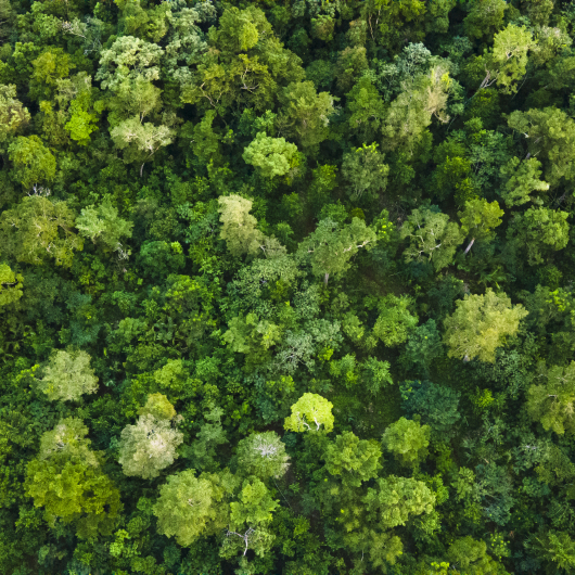 Forest Mexico